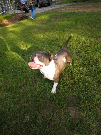 Male American Bully63314287483905122