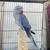 Indian Ringneck Parakeet baby Violet male 2 thumbnail