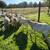 St. Croix Sheep 2 thumbnail
