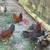 Roosters 3 thumbnail