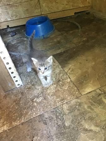 Kittens (Beaver Creek)63961118154370121