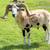 PDSS REGISTERED PAINTED DESERT HAIR RAMS~TEJAS RANCH 20 thumbnail