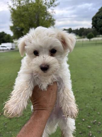 Morkie male (Edmond)63670625641217120