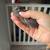 BUTTON QUAIL 5 thumbnail