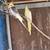 Cockatiels. 1 thumbnail