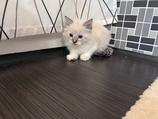 Warm and fluffy Kittens (Kent)63853558614017120