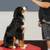 Job Opportunity for Dog Enthusiast 3 thumbnail