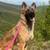 Trained german shepherd 11 thumbnail