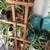 15+ PLANT SALE UNTIL GONE 7AM-7PM ALL MUST GO! 20 thumbnail