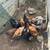chickens 2 thumbnail