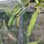 Dragon fruit producing plant --$20 3 thumbnail