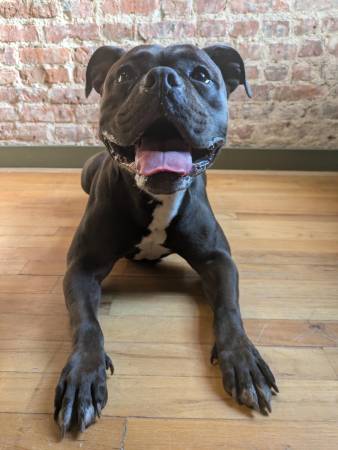 Found Dog (East Flatbush)63611948180097120