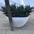 Haworthia succulents in a white ceramic pot 3 thumbnail