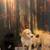 Poodles mix puppies for rehoming 2 thumbnail