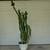 Cactus - Euphorbia Trigona - African Milk Tree - Cathedral Cactus - 6 5 thumbnail