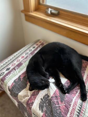 Loving cats need new home-owner passed away (Spanish Fork)64037454583938121