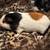 Guinea Pig Boys 3 thumbnail