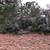 53.91 ACRES FOR SALE IN DIME BOX, TEXAS 2 thumbnail