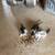 Free barn kittens 1 thumbnail