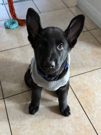 Black Germany shepherd 1