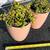 Two succulents in ceramic flower pots 19 thumbnail