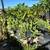 Plant 10 thumbnail