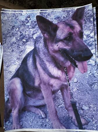 Hembra perdida, gran pastor alemán llamada Bella con microchip (NW)63907298489091124