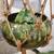 Vintage HUGE Macrame Plant Hanger w/ 3 Pots 1 thumbnail