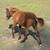 Miniature Horses 6 thumbnail