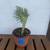 Rare crested mermaid tail succulents 3 thumbnail