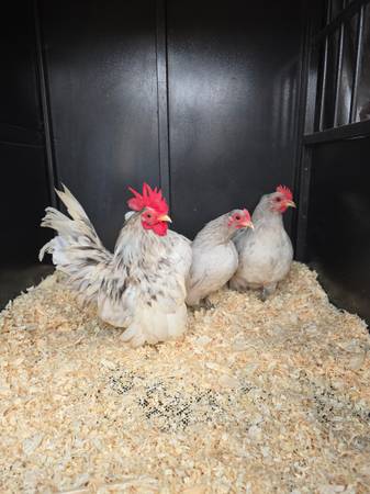 American Splash Serama Trio 1