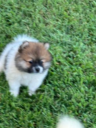 cachorro de Pomerania (Campobello)63661373218307121