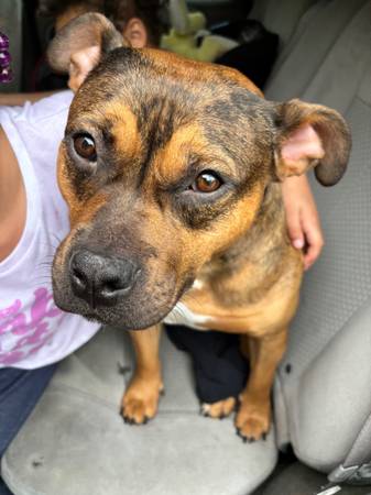 Rehoming Boxer Mix - ESA (Hagerstown)63901111553795121