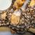 New born Boas 1 thumbnail