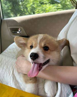 Corgi puppies 350beautiful 1