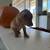 Teacup Chihuahua 6 thumbnail