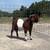 Fullblood boer bucks and does 6 thumbnail