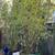 20 feet tall bamboo tree for shade 3 thumbnail