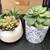 4 life-like faux succulent arrangements 3 thumbnail