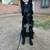 Rehoming black male german shepherd 2 thumbnail