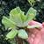 Water Lettuce - Aquatic Plants 2 thumbnail