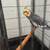 Cockatiels 2 thumbnail