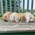 Baby Holland Lop Bunnies! 1 thumbnail