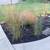GET READY for FALL/WINTER DISPLAY! SUPER NICE, SHENANDOAH SWITCHGRASS 2 thumbnail