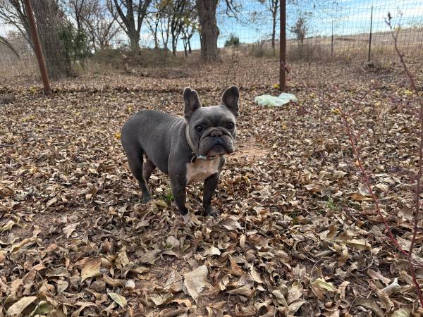 Female French bull dog 1