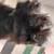 Mounted Bear Cub Taxidermy 7 thumbnail