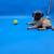 Pug puppies 2 thumbnail