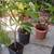 5 gallon yellow plumeria 2 thumbnail