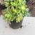 Green Aeonium Pinwheel 3 (1) gallon containers for $10 2 thumbnail