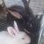 REX RABBIT KITS 4 thumbnail